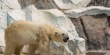 À la COP30, la guerre à la désinformation climatique