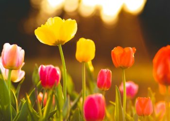 500 000 bulbes de tulipes plantés dans ce parc