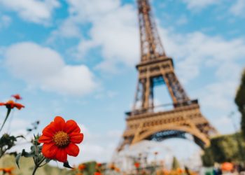 garden of flower near Eiffel Tower