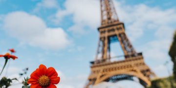 garden of flower near Eiffel Tower