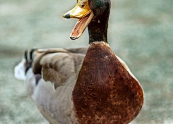 Un producteur de foie gras condamné pour mauvais traitement
