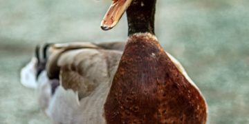 Un producteur de foie gras condamné pour mauvais traitement