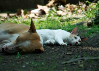 Trois chiens et sept chats dans un T2, leurs voisins portent plainte