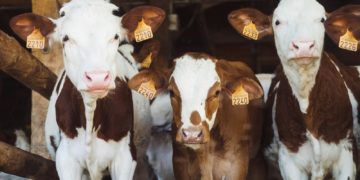 Dermatose nodulaire bovine en Ariège : 250 communes de Haute Garonne sous surveillance