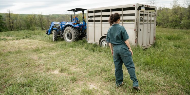 Dermatose nodulaire bovine, Carole Delga annonce une aide régionale aux éleveurs