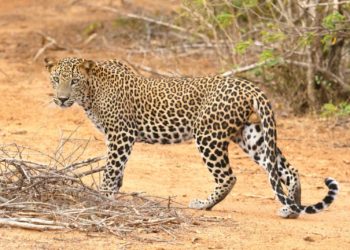 Un léopard fait irruption dans un supermarché