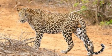 Un léopard fait irruption dans un supermarché