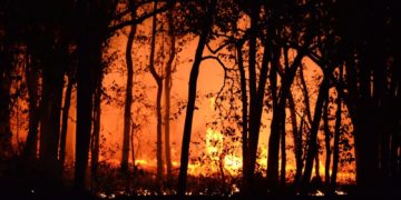 Les feux de forêt ravagent la France et l'Espagne