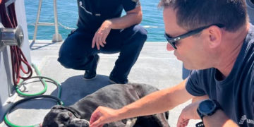 Incendies en Gironde - un chien fuit le feu en nageant dans le bassin d'Arcachon