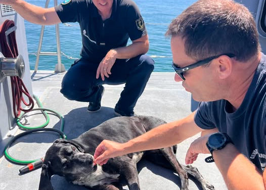 Incendies en Gironde - un chien fuit le feu en nageant dans le bassin d'Arcachon