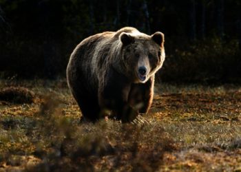Suspension des effarouchements renforcés des ours en Ariège