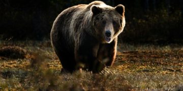 Suspension des effarouchements renforcés des ours en Ariège