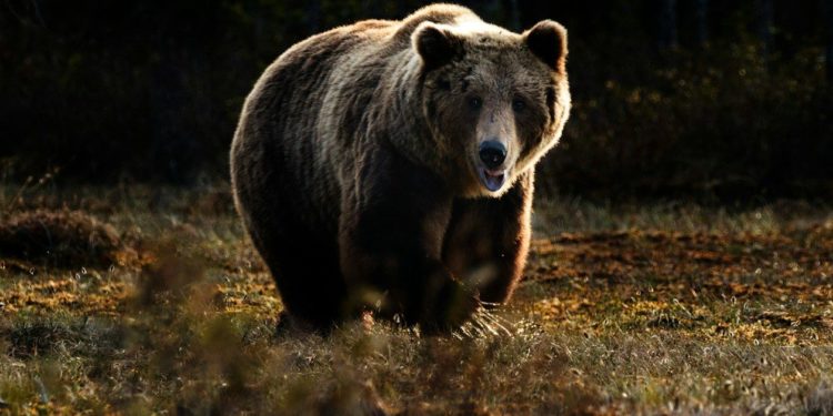 Suspension des effarouchements renforcés des ours en Ariège