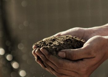 À Gaza, les agriculteurs tentent de relancer leurs cultures