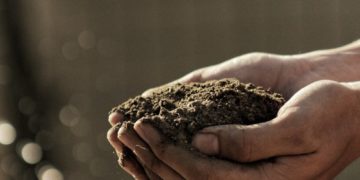 À Gaza, les agriculteurs tentent de relancer leurs cultures