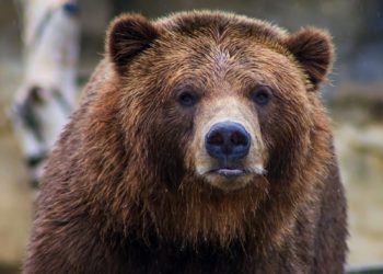 Un ours coincé… en haut d’un poteau électrique