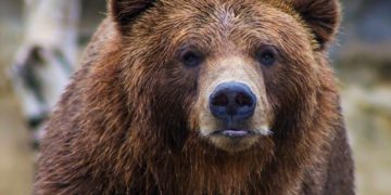 Un ours coincé… en haut d’un poteau électrique