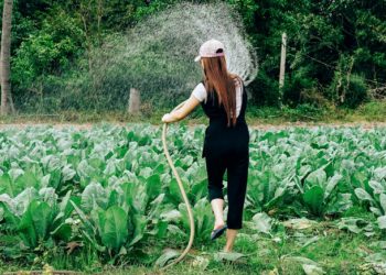 Sécheresse : nouvelles restrictions de l'usage de l'eau en Haute Garonne