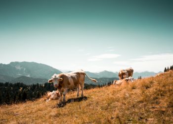 Sécheresse : l'armée ravitaille les vaches en eau par hélicoptère