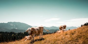Sécheresse : l'armée ravitaille les vaches en eau par hélicoptère