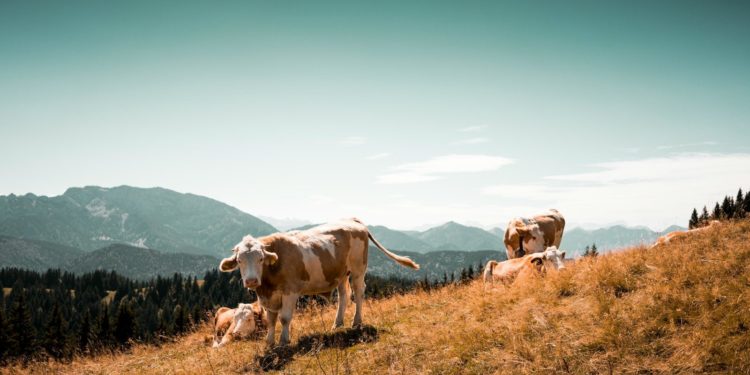 Sécheresse : l'armée ravitaille les vaches en eau par hélicoptère