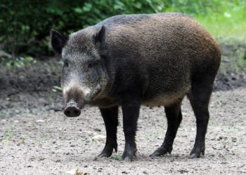 Un sanglier et ses deux marcassins sur une plage