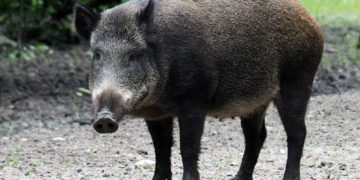 Un sanglier et ses deux marcassins sur une plage