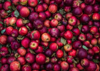 Sécheresse, des pommes "microscopiques" tombent déjà des arbres