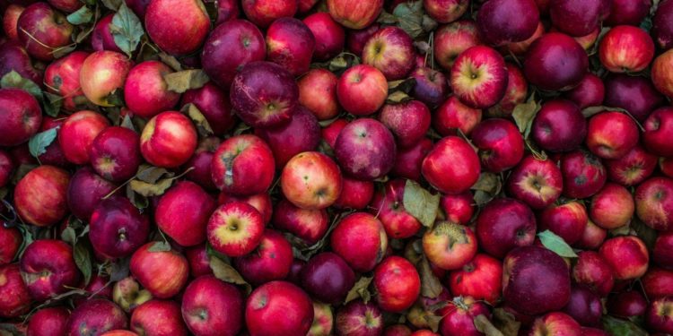 Sécheresse, des pommes "microscopiques" tombent déjà des arbres