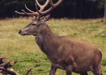 Insolite - un chevreuil s'installe en centre ville