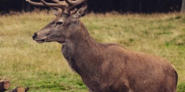 Insolite - un chevreuil s'installe en centre ville