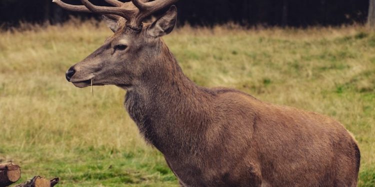 Insolite - un chevreuil s'installe en centre ville