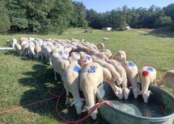 Pyrénées, un troupeau de brebis disparaît