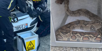 Colomiers - il veut réparer sa voiture et tombe sur un serpent, Boa Constrictor