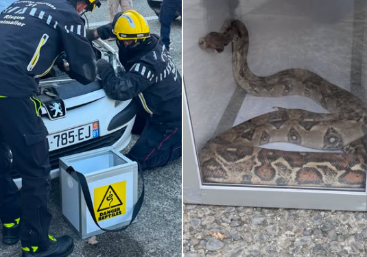 Colomiers - il veut réparer sa voiture et tombe sur un serpent, Boa Constrictor