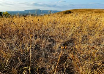 Un cellule sécheresse pour accompagner les agriculteurs de Haute Garonne