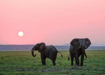 Un mal mystérieux continue de tuer des éléphants