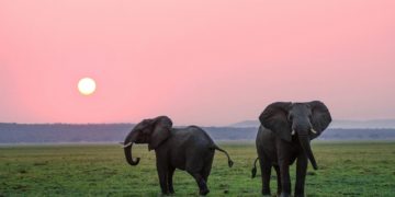Un mal mystérieux continue de tuer des éléphants