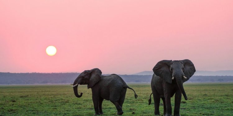 Un mal mystérieux continue de tuer des éléphants
