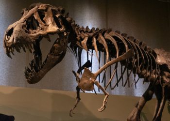 Le Muséum et le Quai des savoir ouvrent leurs portes