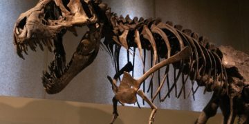 Le Muséum et le Quai des savoir ouvrent leurs portes