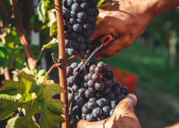 Un début de vendanges historique pour le Champagne
