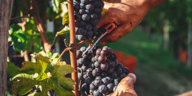 Un début de vendanges historique pour le Champagne