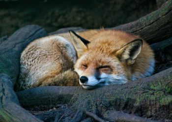 Insolite - Assoiffé, un renard s'approche de vacanciers pour boire de l'eau