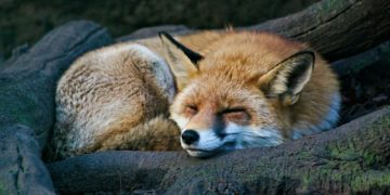 Insolite - Assoiffé, un renard s'approche de vacanciers pour boire de l'eau