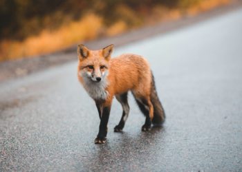 Un renard capturé après avoir mordu 2 personnes