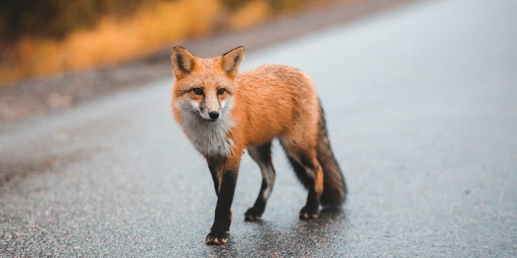 Un renard capturé après avoir mordu 2 personnes