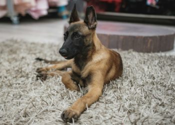 Un chien poignardé neuf fois