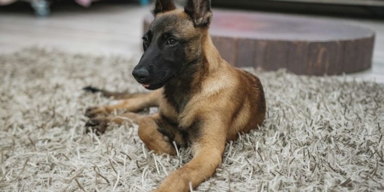 Un chien poignardé neuf fois