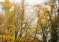 Sécheresse et chaleur : les forêts européennes sous pression